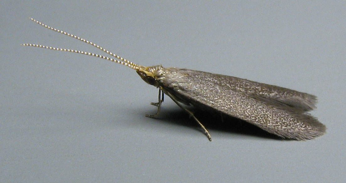 Image 2: Male - lateral view - grey background